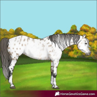 Horse Color:Gray Buckskin Dun Tobiano Near Leopard 