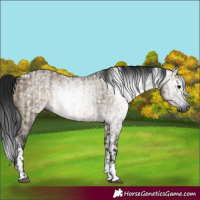 Horse Color:Gray Brown Dun Tobiano and Gray Brown Dun Tobiano