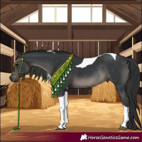 Horse Color:Black Tobiano Rabicano