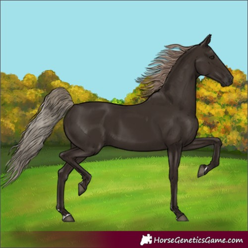 Horse Color:Liver Chestnut Rabicano 