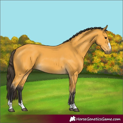 Horse Color:Buckskin 
