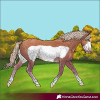 Horse Color:Palomino Frame 