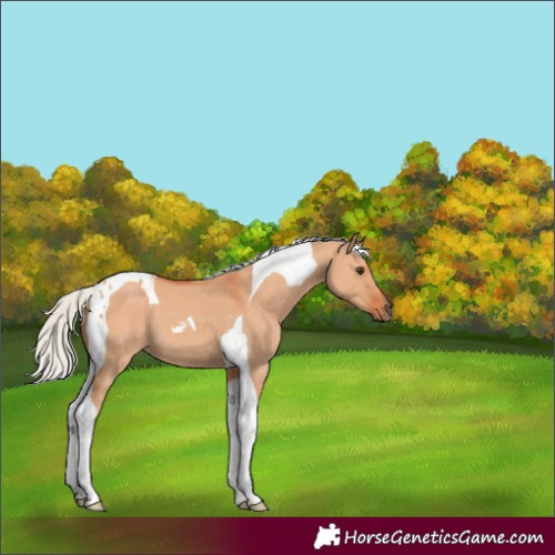 Horse Color:Silver Bay Dun Tobiano 