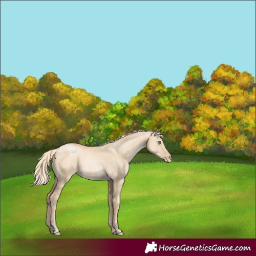 Horse Color:Palomino Pearl Dun Rabicano