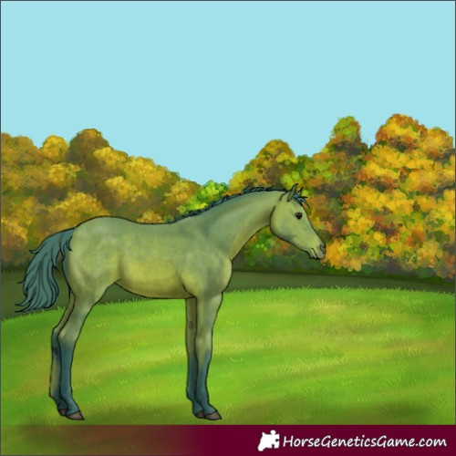 Horse Color:Watercolor Bay