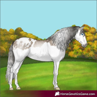 Horse Color:Gray Buckskin Splash Appaloosa