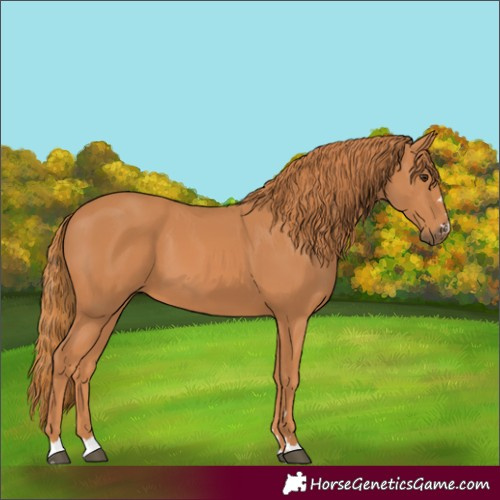 Horse Color:Chestnut 