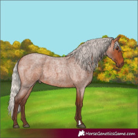 Horse Color:Silver Bay Roan