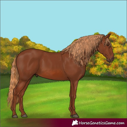 Horse Color:Chestnut 
