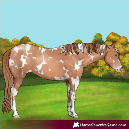 Horse Color:White Spotted Gold Champagne Sabino 