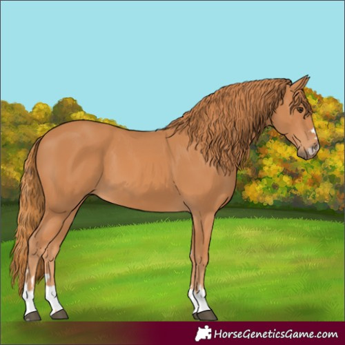 Horse Color:Chestnut 