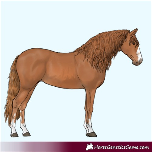Horse Color:Chestnut 