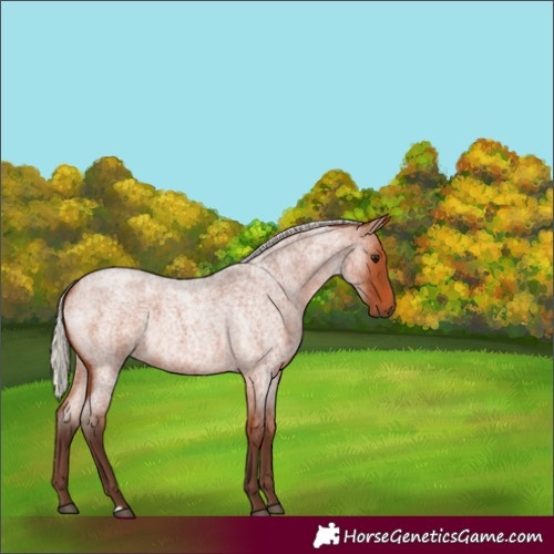 Horse Color:Silver Bay Roan 
