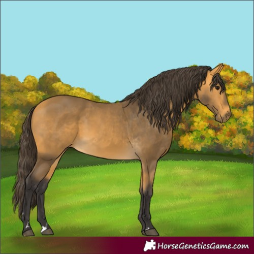 Horse Color:Buckskin 