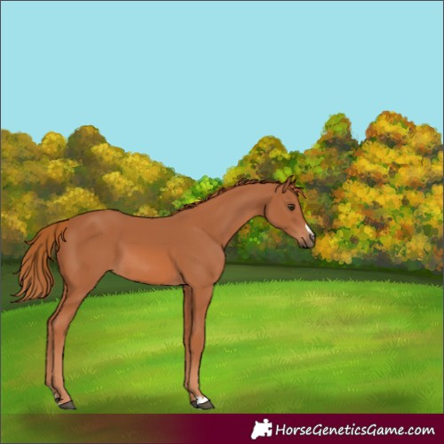 Horse Color:Chestnut 