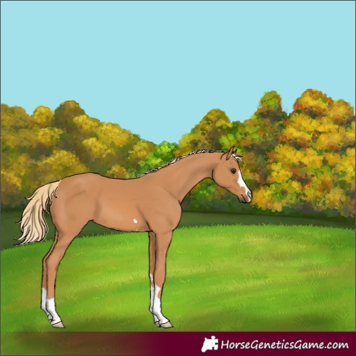 Horse Color:Chestnut 