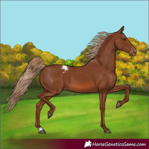 Horse Color:Chestnut Appaloosa