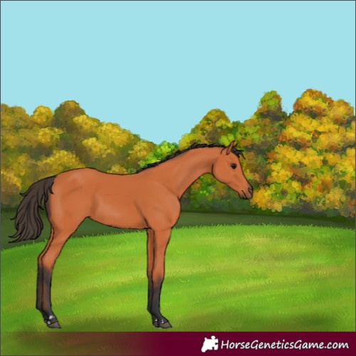Horse Color:Bay 