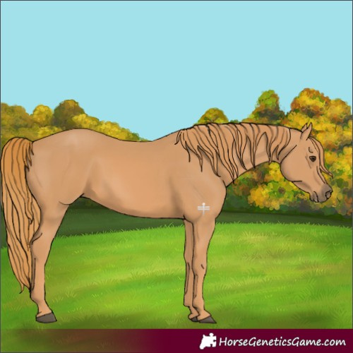 Horse Color:Chestnut Frame 