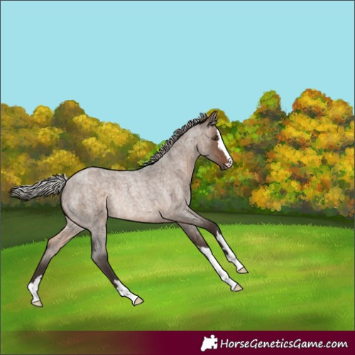 Horse Color:Silver Brown Roan Dun Rabicano 