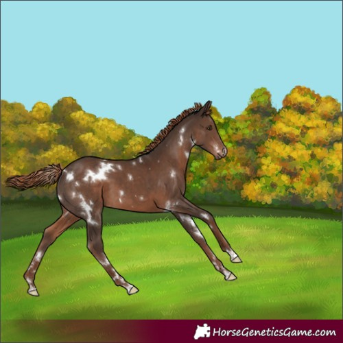 Horse Color:White Spotted Liver Chestnut 