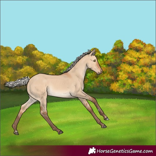 Horse Color:Silver Bay Dun 
