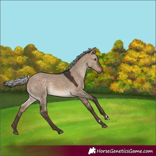 Horse Color:Silver Brown Dun Rabicano 
