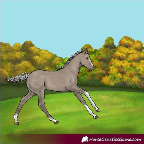 Horse Color:Silver Grullo Tobiano 