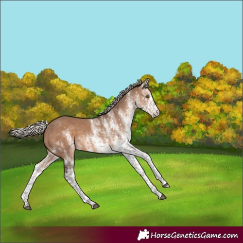 Horse Color:White Spotted Silver Brown Dun Rabicano 