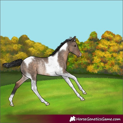 Horse Color:Brown Dun Tobiano Rabicano