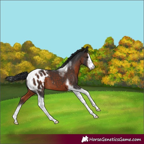 Horse Color:White Spotted Brown Tobiano Appaloosa 
