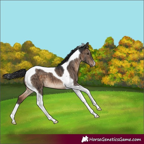 Horse Color:Brown Dun Tobiano Brindle