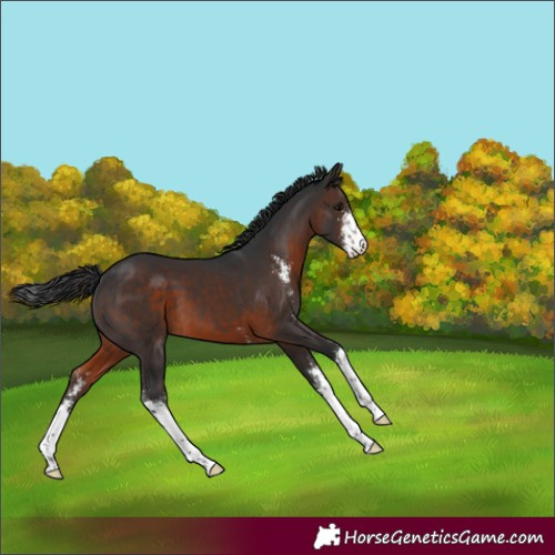Horse Color:Brown Sabino 