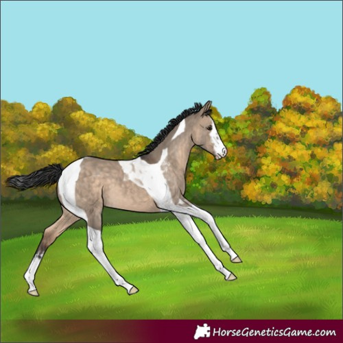 Horse Color:White Spotted Brown Dun Tobiano 