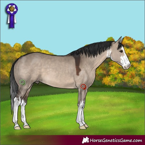Horse Color:White Spotted Brown Dun 