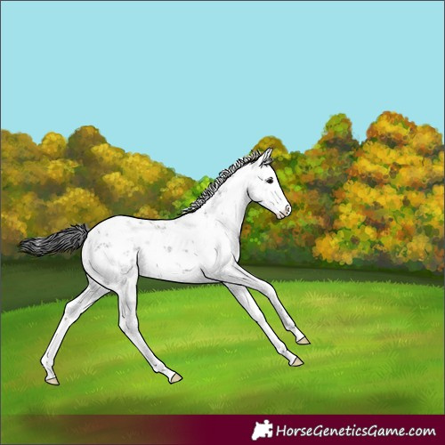 Horse Color:White Spotted Grullo Sabino 