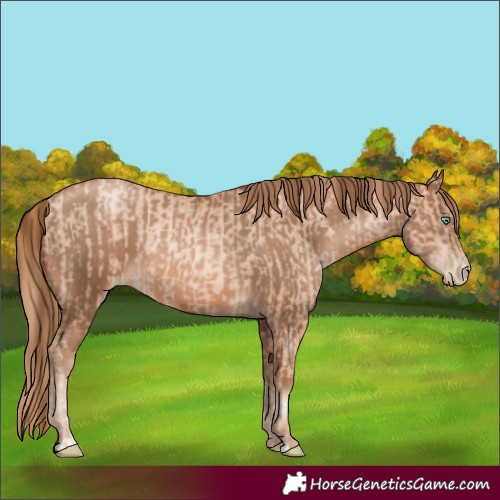 Horse Color:Gold Champagne Pearl Rabicano  and Liver Chestnut Pearl Rabicano 