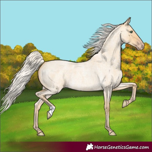 Horse Color:Silver Amber Cream Champagne Roan Dun 
