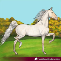 Horse Color:Silver Amber Cream Champagne Roan Dun