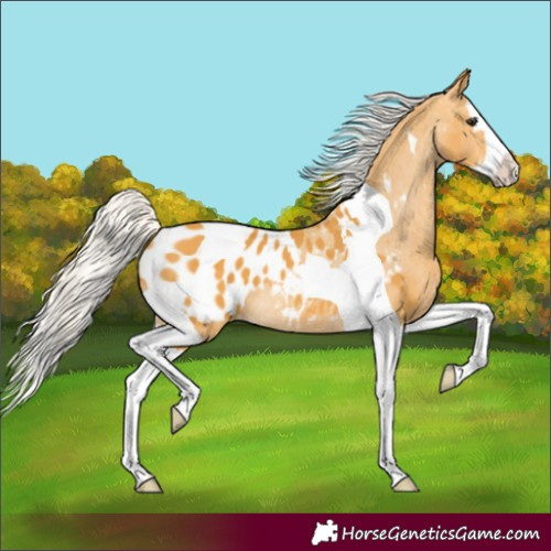 Horse Color:Silver Buckskin Splash Tobiano Appaloosa Rabicano 