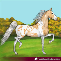 Horse Color:Silver Buckskin Splash Tobiano Appaloosa Rabicano