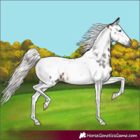 Horse Color:Gray Silver Brown Splash Tobiano Frame Appaloosa 