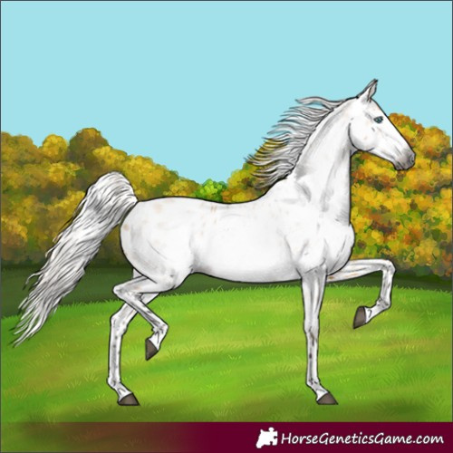 Horse Color:Gray Silver Buckskin Roan Dun Frame Appaloosa Rabicano 