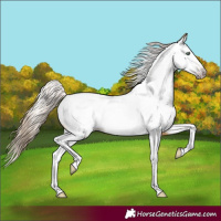 Horse Color:Gray Amber Cream Champagne Dun Splash Tobiano Appaloosa 