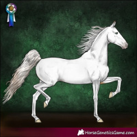 Horse Color:Gray Amber Cream Champagne Dun Splash Tobiano Appaloosa 