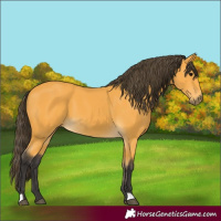 Horse Color:Buckskin 