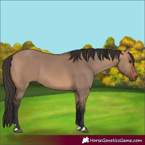 Horse Color:Bay Dun 