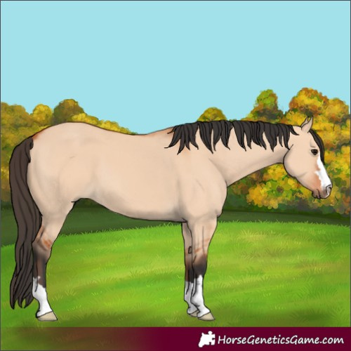 Horse Color:Bay Dun 