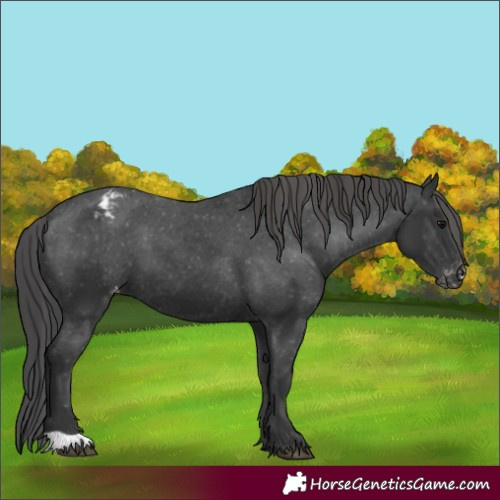 Horse Color:Black Varnish