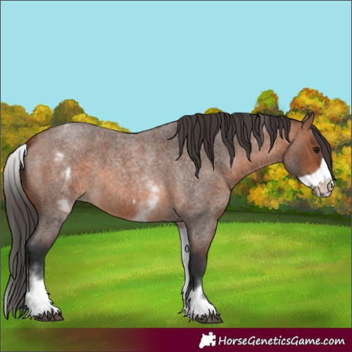 Horse Color:White Spotted Bay Roan Frame 